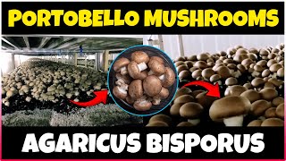 Portobello Mushrooms [upl. by Yemrots]