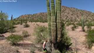 GIANT Saguaro Cactus [upl. by Clemen486]