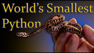 The Smallest Python In The World  Childrens Python Spotted Python Care Guide [upl. by Nonnek]