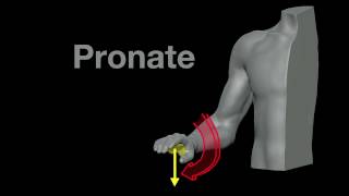 Arm Muscles 21 Pronation and Supination [upl. by Hanway]