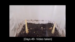 How to grow Curcuma Longa plants from their rhizomes 1 Days 062 [upl. by Llenahs25]