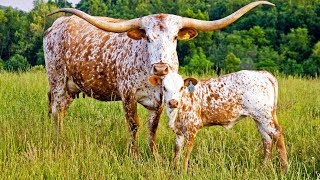 Texas Longhorn Cattle  American Southwest Icons [upl. by Nyvrem]