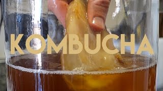 Beginners Guide To Fermentation Kombucha Making [upl. by Vassili]