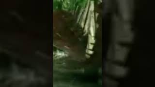 Arthropleura vs Proterogyrinus [upl. by Hendry]