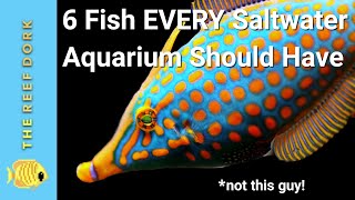 6 Easy Fish EVERY Marine Tank Should Have [upl. by Halyk197]