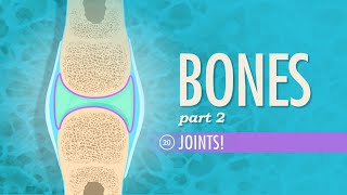 Joints Crash Course Anatomy amp Physiology 20 [upl. by Leinahtan]