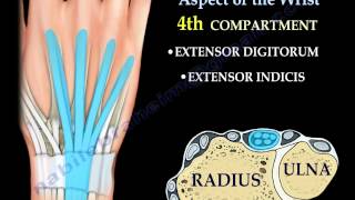 Anatomy Of The Dorsal Aspect Of The Wrist  Everything You Need To Know  Dr Nabil Ebraheim [upl. by Orwin212]