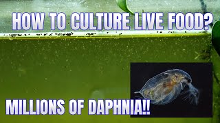 How to Culture Daphnia Secret Method to Breed MILLIONS  Simply Aquatic [upl. by Clarie]