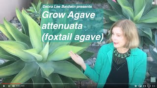 Grow Agave attenuata foxtail agave [upl. by Neenej]