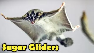 Sugar Glider as Pet  Sugar Glider Facts [upl. by Henghold596]