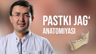 Pastki jag anatomiyasi [upl. by Loveridge]