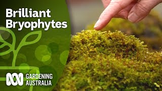 Brilliant Bryophytes  Hornworts Liverworts Mosses  Gardening Australia [upl. by Notlrahc329]