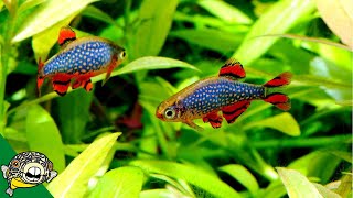 FUN Ideas for your 20 gallon Fish Tank [upl. by Alisen881]