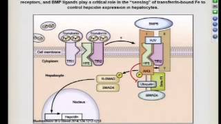 Hepcidin the Most Important Hormone You Dont Know About 52715 [upl. by Verile]