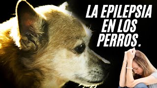 Epilepsia en Perros  IMÁGENES MUY FUERTES [upl. by Reltuc]