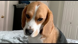 How my beagle wakes me up [upl. by Kirt]