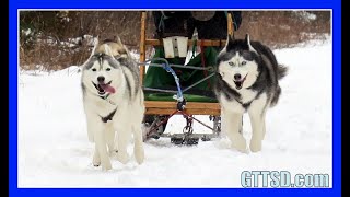 HUSKIES GO DOG SLEDDING  Oakley can Pull the Sled [upl. by Atnes339]