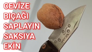 En Garanti ve En Kolay Ceviz Çimlendirme [upl. by Janetta142]