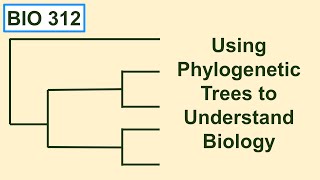 Using phylogenetic trees to understand biology [upl. by Farra238]