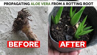 How To Propagate Aloe Vera From A Rotting Root and Stem Stump [upl. by Farly755]