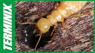 Protect Your Home From Termites  Termite Species  Terminix [upl. by Apostles]