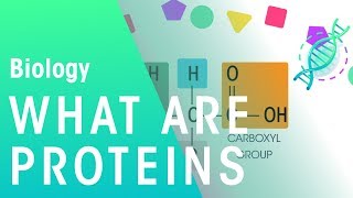 What Are Proteins  Cells  Biology  FuseSchool [upl. by Letch]