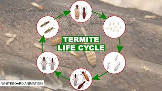 THE LIFE CYCLE OF THE TERMITE [upl. by Casanova]