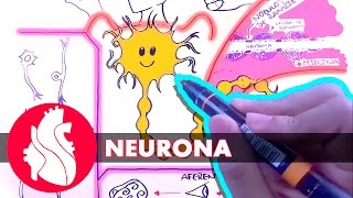 Sistema Nervioso  La neurona [upl. by Laurette]