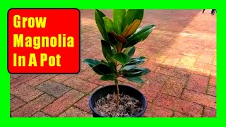 How To Grow Magnolia Trees In Pots Magnolia Care Tips [upl. by Innej59]