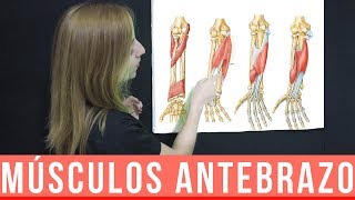 MÚSCULOS DEL ANTEBRAZO ANATOMÍA  MNEMOTECNIA  Mentes Médicas [upl. by Oicirtap]