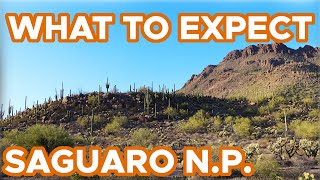 Things to Do in Saguaro National Park What to Expect  Where to Stay [upl. by Darreg]