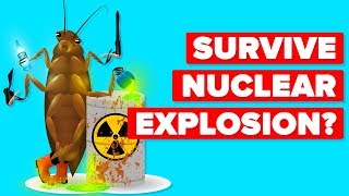 How Can A Cockroach Survive A Nuclear Explosion [upl. by Ahsyle]