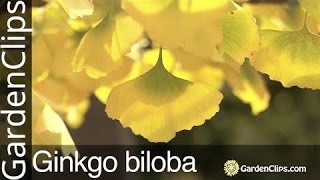 Ginkgo Biloba Tree  Maidenhair Tree  Grow Ginkgo tree in your garden  What Gingko Tree likes [upl. by Afton]