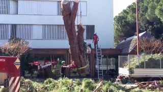 Abbattimento Controllato Alberi in Tree Climbing con Gru [upl. by Digirb]