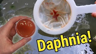 How I Culture Daphnia In Outdoor Tubs [upl. by Airamesor80]