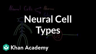 Introduction to neural cell types  Organ Systems  MCAT  Khan Academy [upl. by Nivanod782]