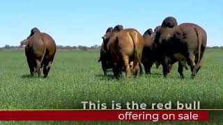 Introducing the Red Brahman bull race at the KroonVee Brahmans farm [upl. by Airet617]