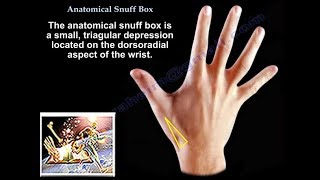 Anatomical Snuff Box  Everything You Need To Know  Dr Nabil Ebraheim [upl. by Sairahcaz]