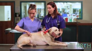 How to Check Your Pets Vital Signs [upl. by Yllim846]