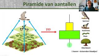 Bio  Voedselpiramides Piramide van aantallen en gewicht biomassa  Ecologie onderbouw 1 [upl. by Inwat929]