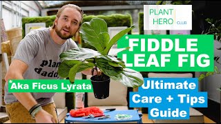 Fiddle Leaf Fig  PLANT HERO ULTIMATE Care  Tips Guide To Growing A Thriving Ficus Lyrata Tree [upl. by Bellew858]