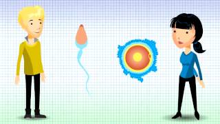 Understanding Chromosomal Translocation  Reciprocal Translocation v12 [upl. by Nuawtna]