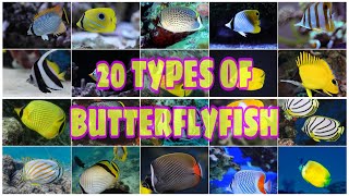 20 TYPES OF BUTTERFLYFISH [upl. by Orthman]