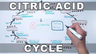 Citric Acid Cycle  Krebs Cycle [upl. by Allez301]