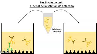 Le test immunologique ELISA [upl. by Chansoo524]