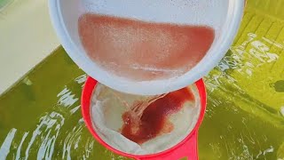 How to culture daphnia  Daphnia culture  How to grow daphnia outdoor [upl. by Mills]