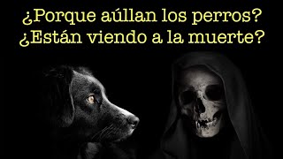 ¿Porque AULLAN los PERROS [upl. by Nathanial85]