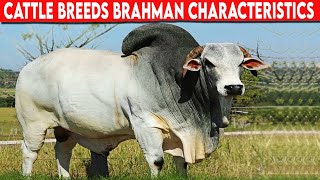 ⭕ Cattle Breeds Brahman Characteristics ✅ BRAHMAN Cattle  Bulls [upl. by Ferretti]