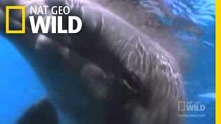 The Dark Side of Dolphins  Nat Geo Wild [upl. by Anerda]