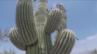 Arizonas heat and drought hurt saguaro cactus  FOX 10 News [upl. by Howarth]